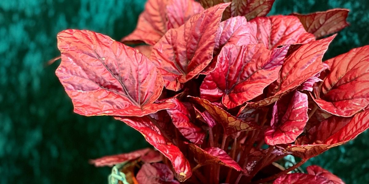 Red Leaf Begonia Beleaf Inca Flame 