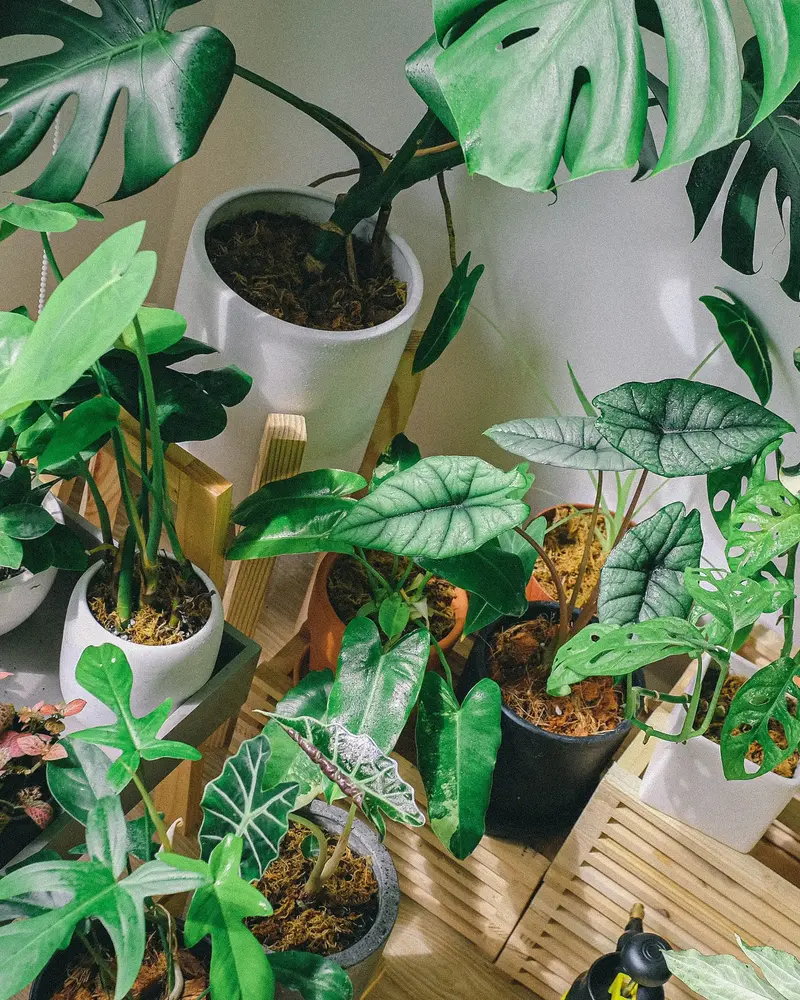 Indoor plants productivity