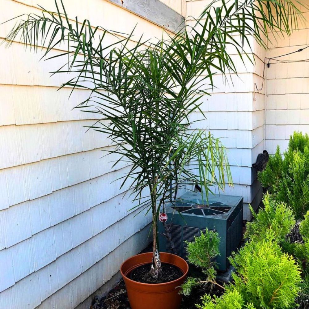 Young potted Queen Palm