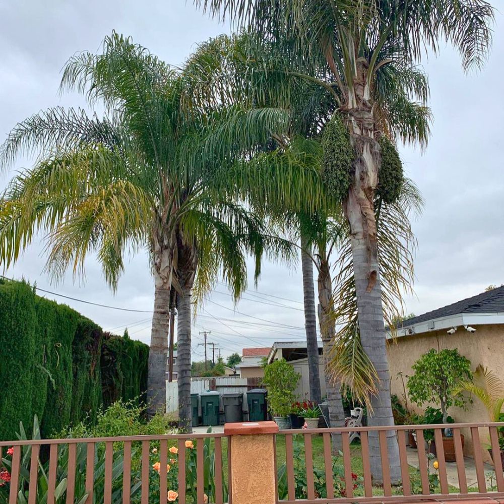 Queen palms with yellow fronds