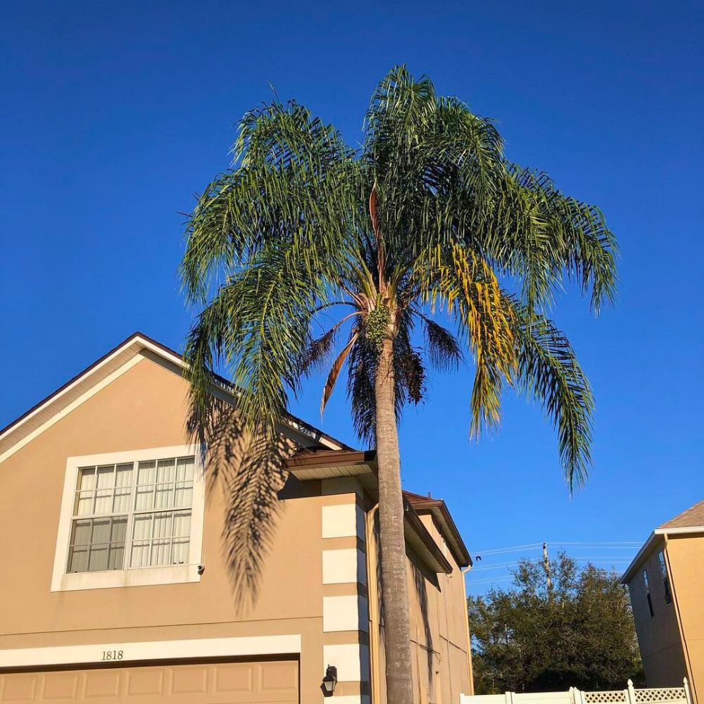 Queen Palm or syagrus romanzoffiana in Landscaping