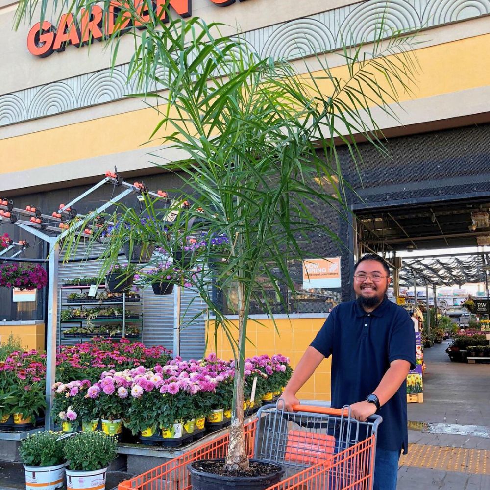 Queen Palm at Garden center