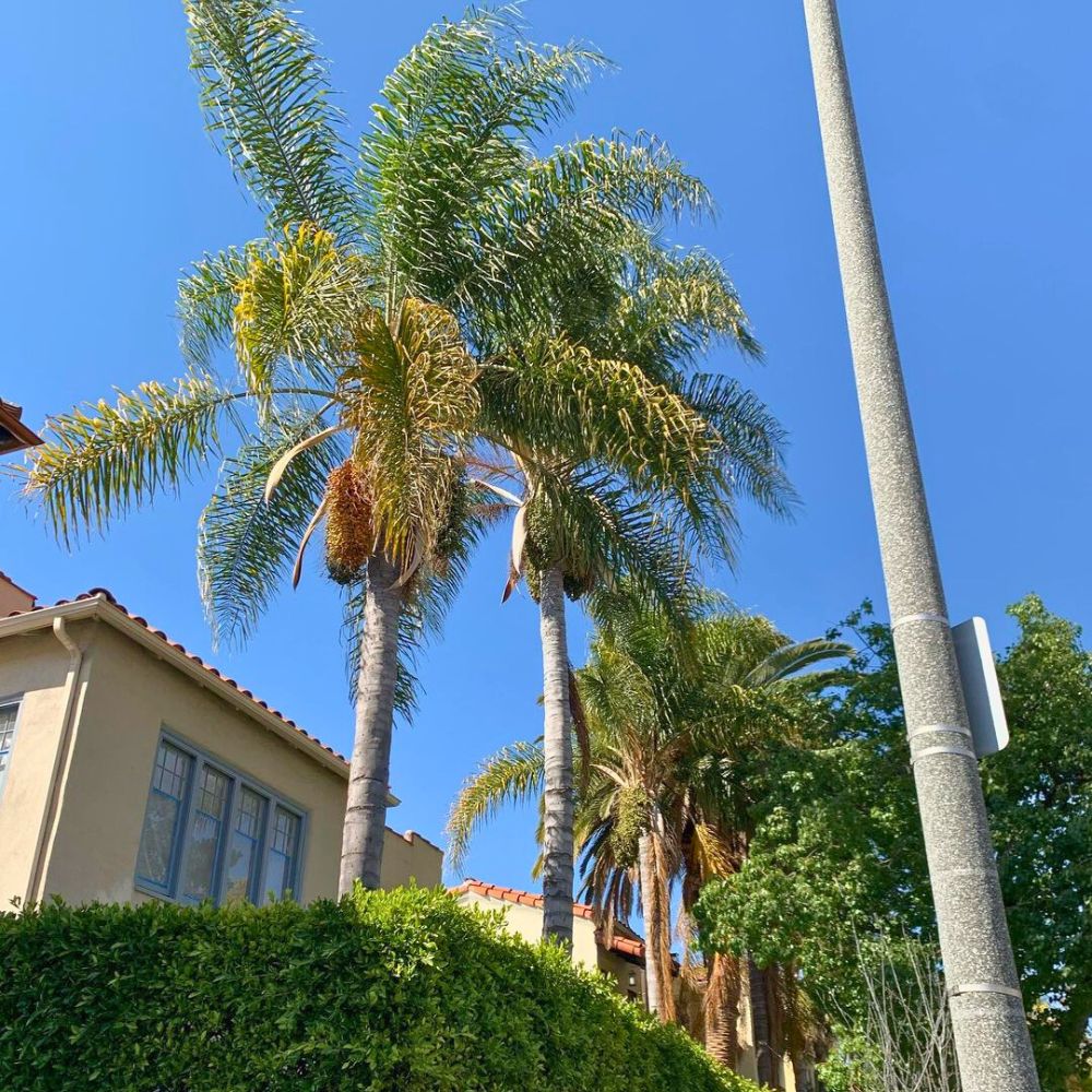 Queen palm trees before pruning