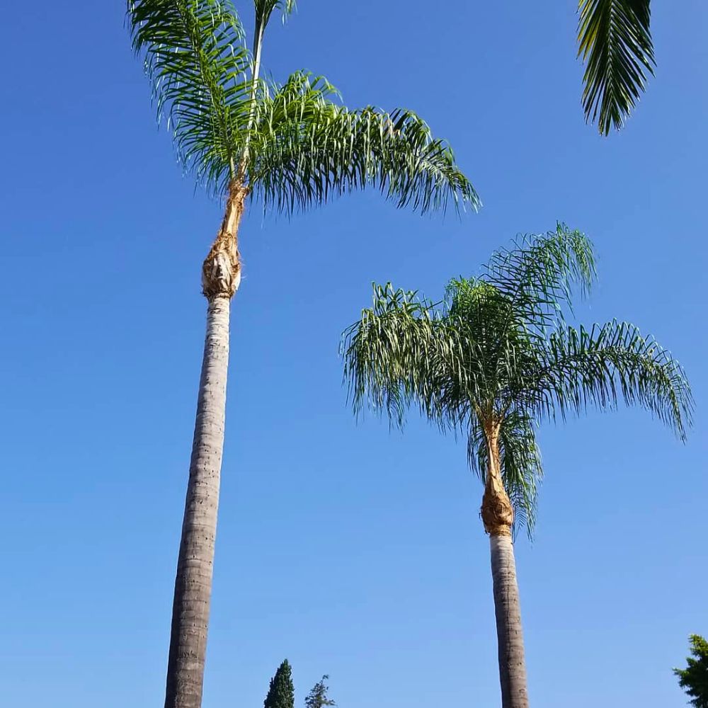 Neat and good looking queen palms