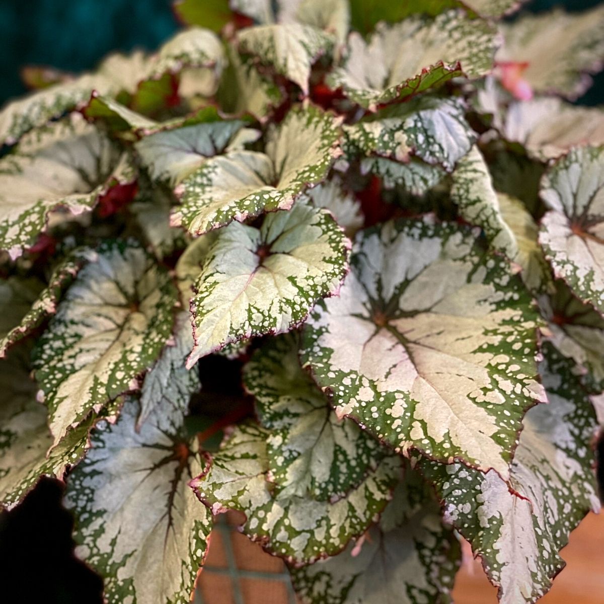 Painted Leaf Begonia Beleaf Asian Tundra 