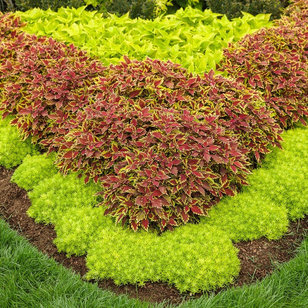 Outdoor landscaping Colorful plants