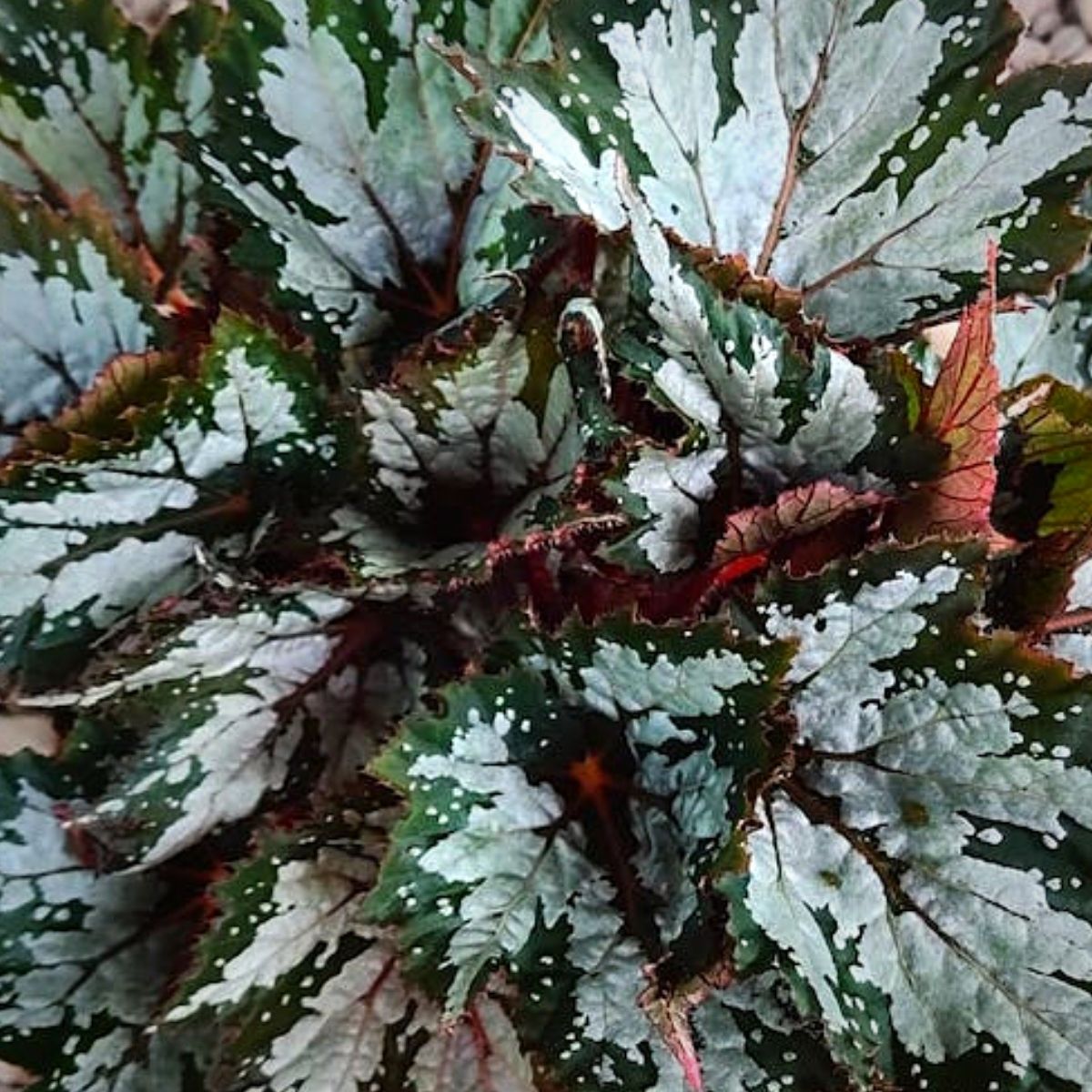 Painted Leaf Begonia - Sumatra Green - on Thursd