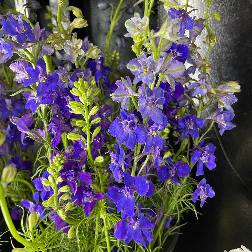 most flowers of delphinium species are known to represent positivity and joy.