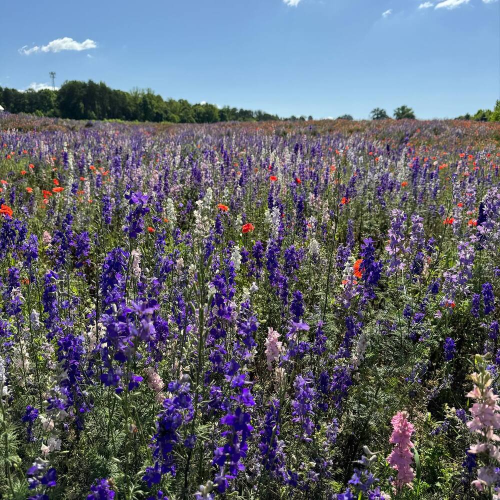 the surprisingly hardy larkspur flowers fields during cool summers