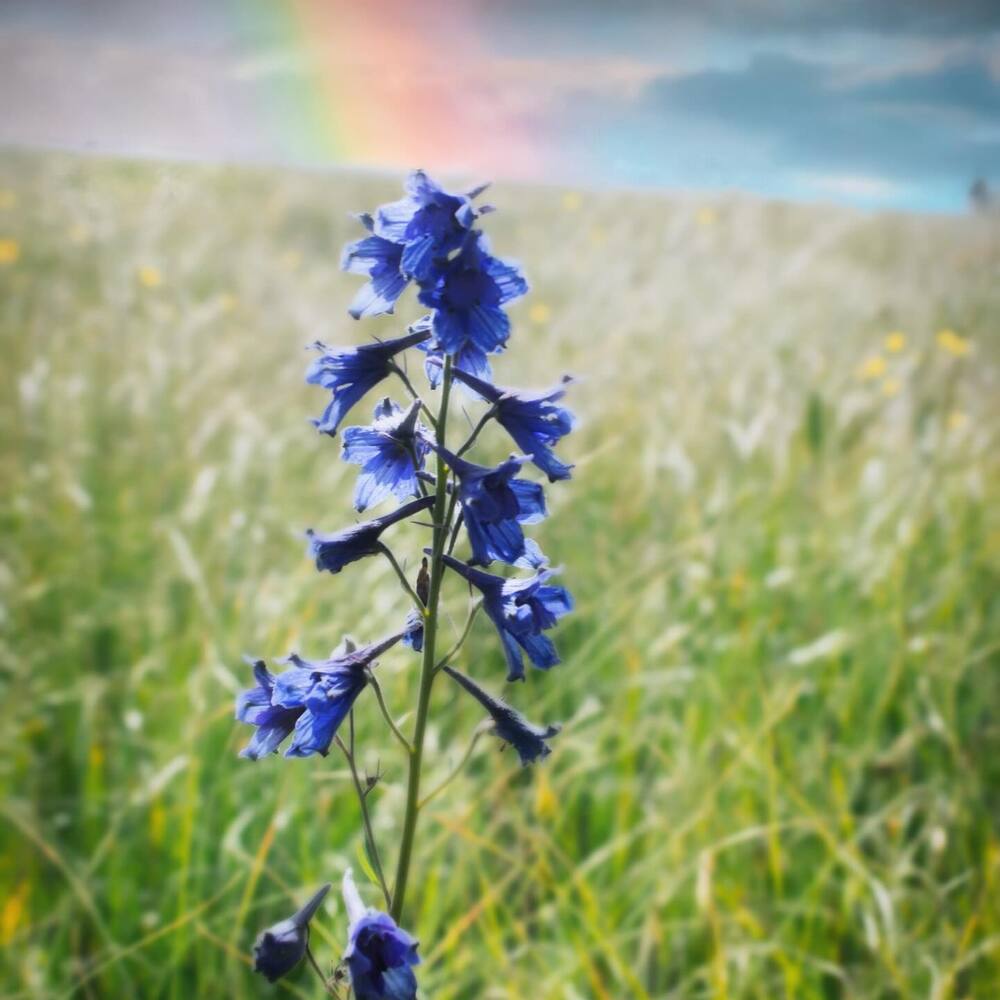 Dreaming of Larkspur and rainbows