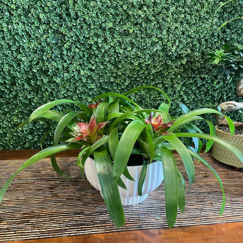 Beautiful Bromeliads for your home