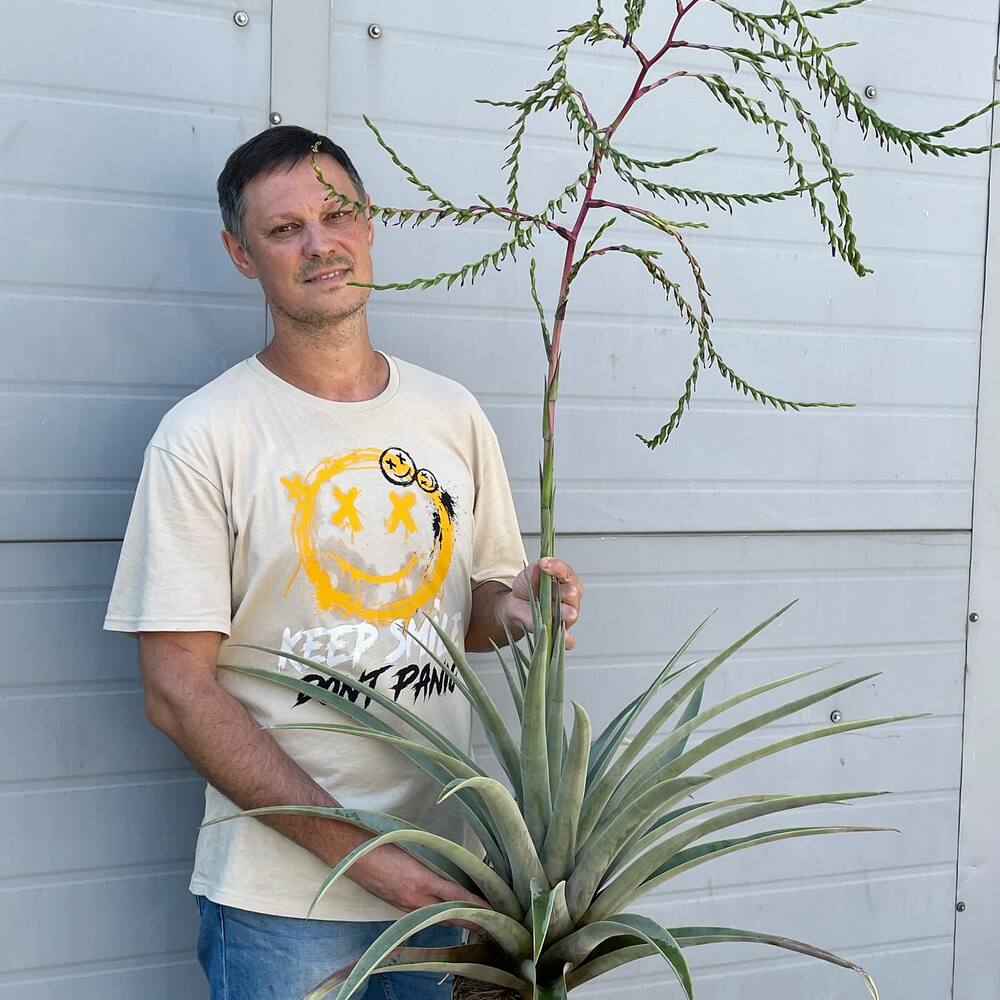 Man holding Bromeliads plant