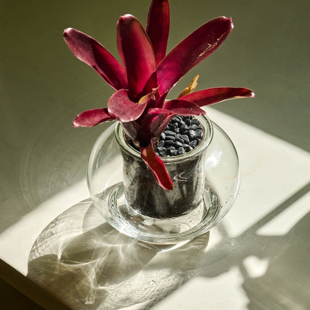 Sunlight to your small Bromeliad