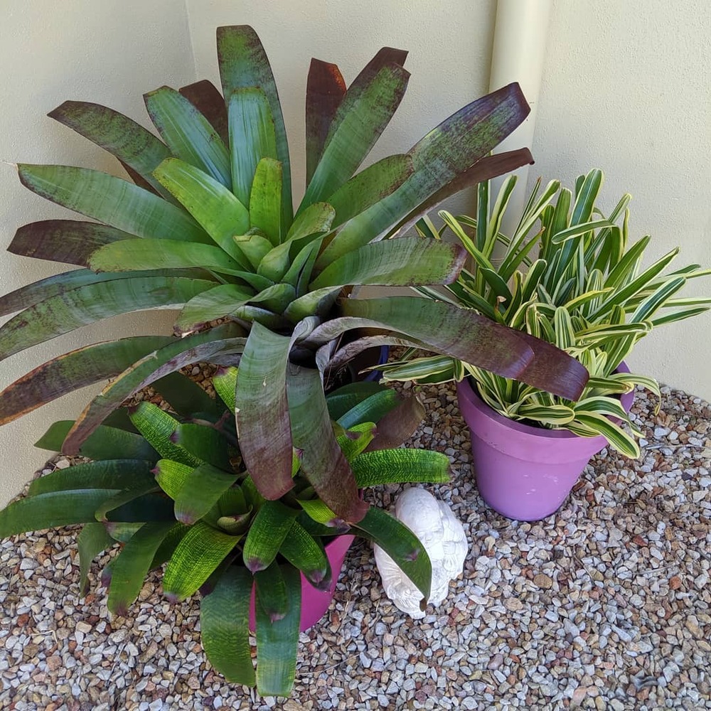 Feeding Bromeliads for better growth