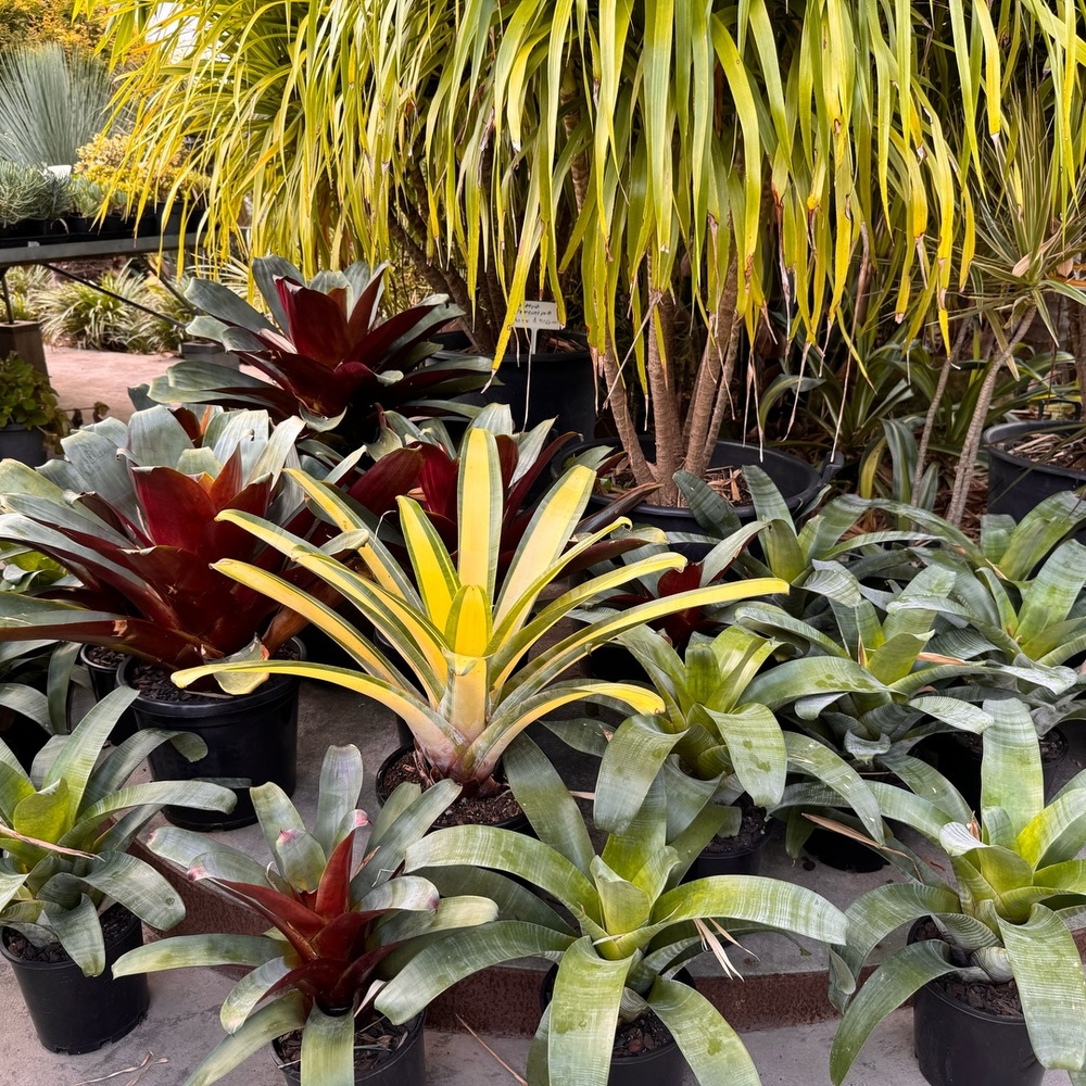 tropical bromeliads for your home garden