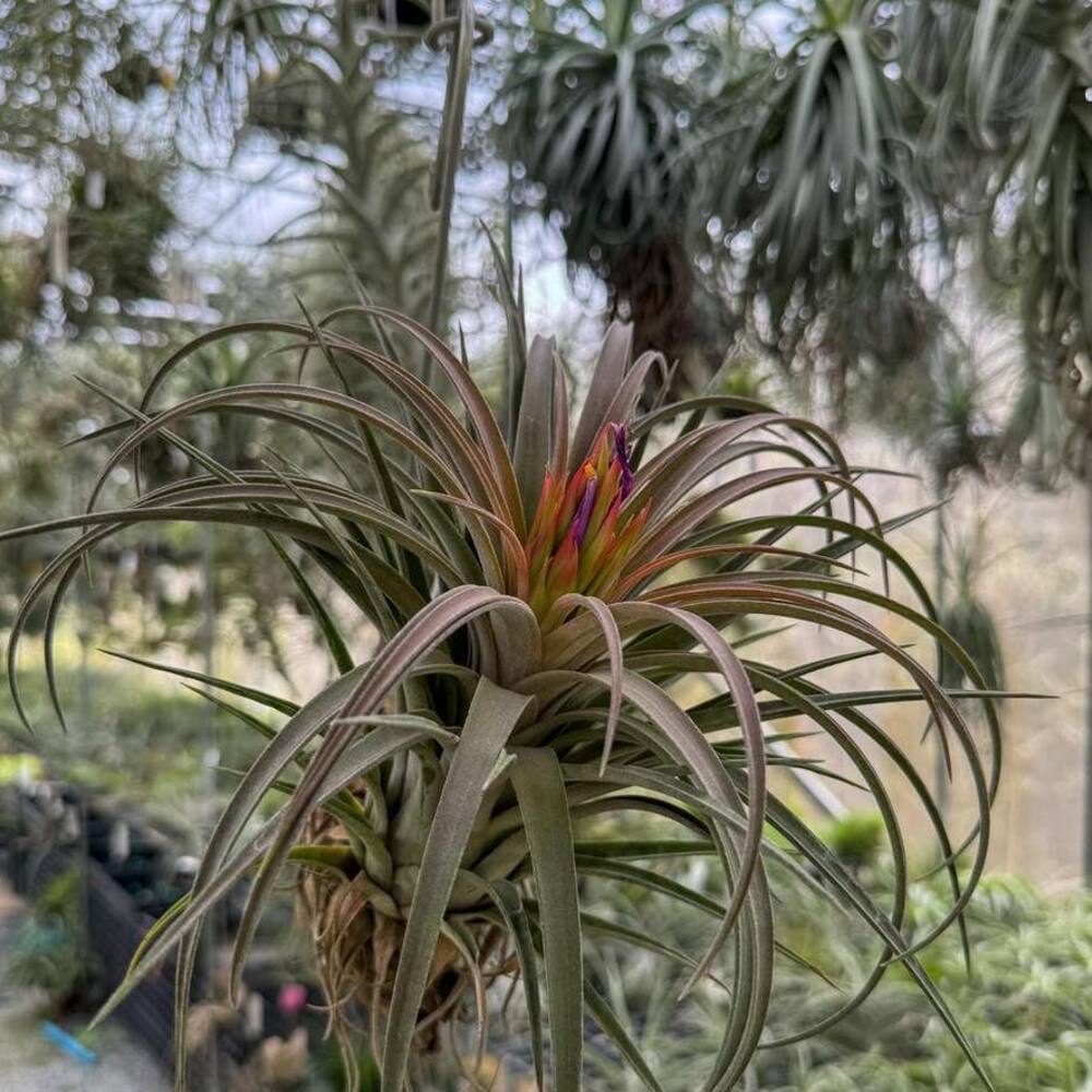 Airplant for your home