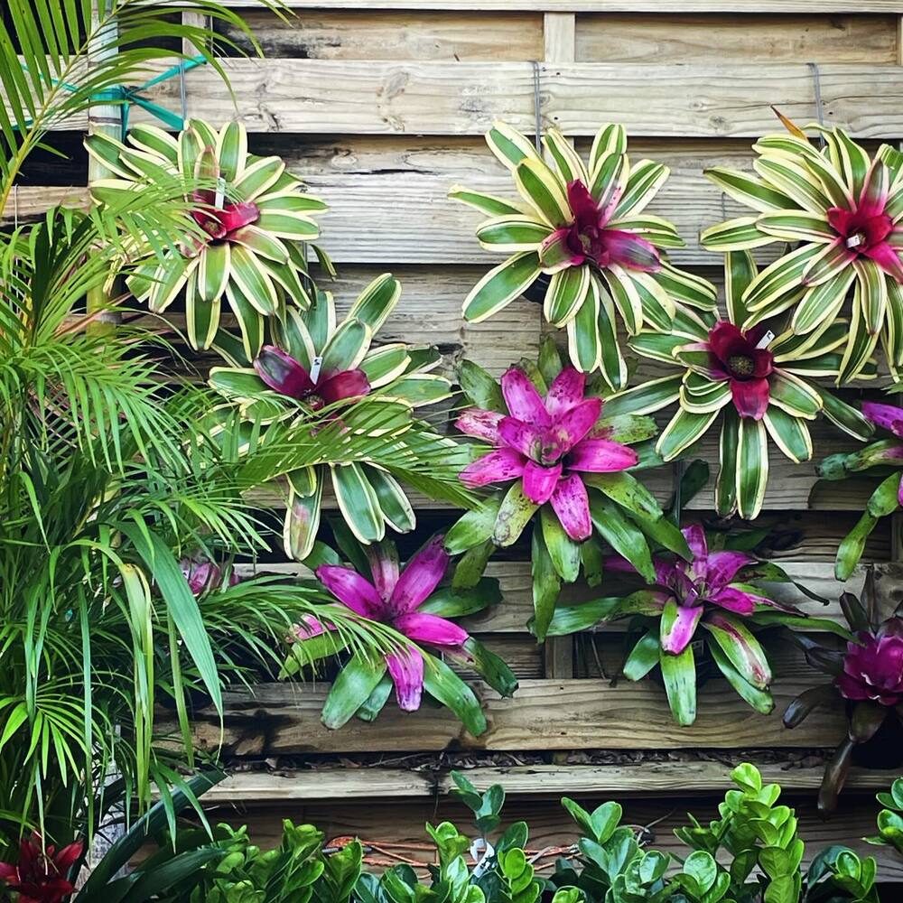 Bromeliads for vertical wall