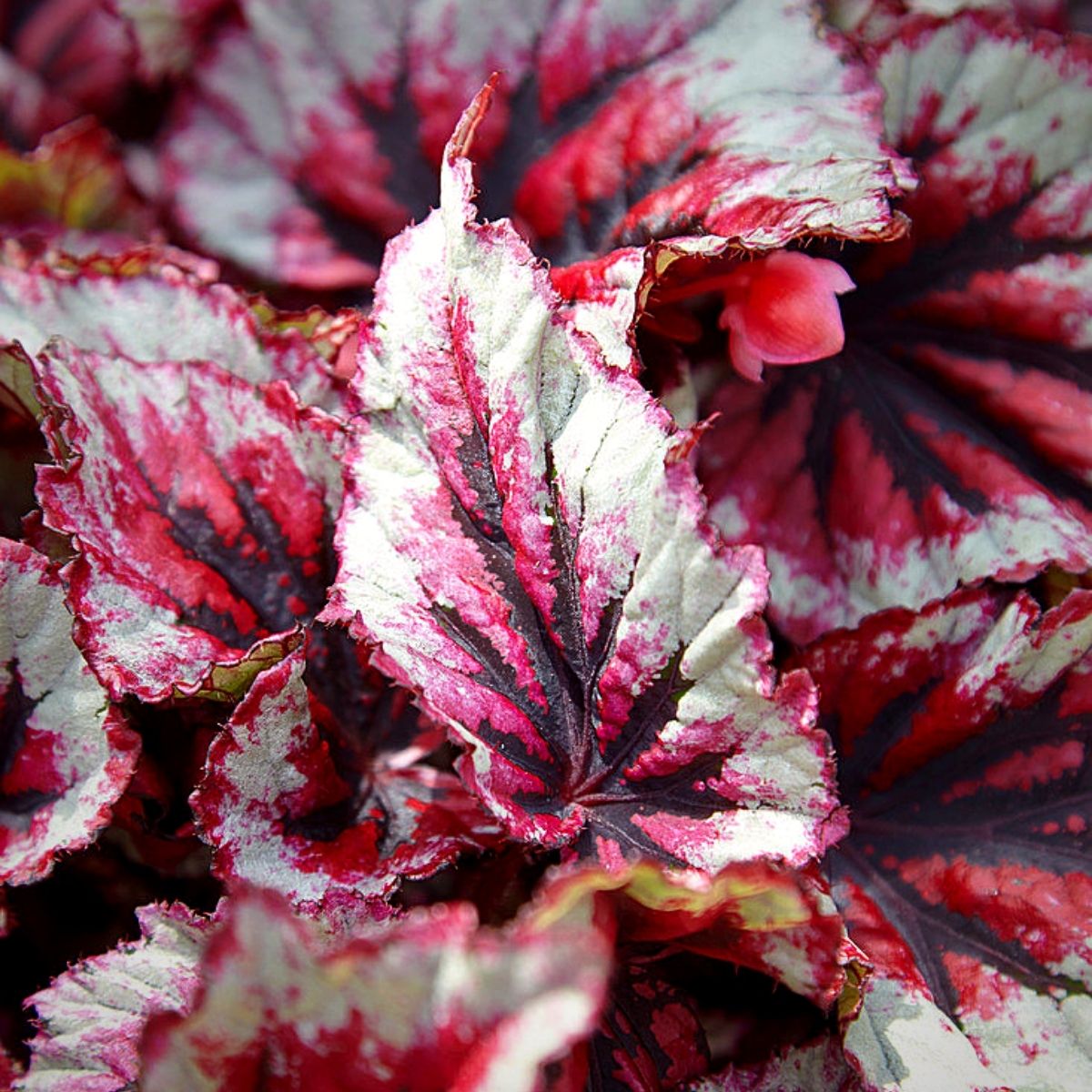 King Leaf Begonia Beleaf Evening Glow