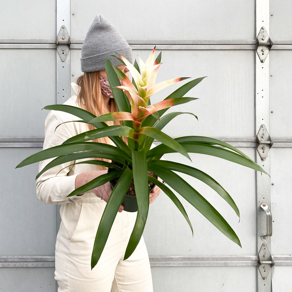 Lady caring home bromeliads plant