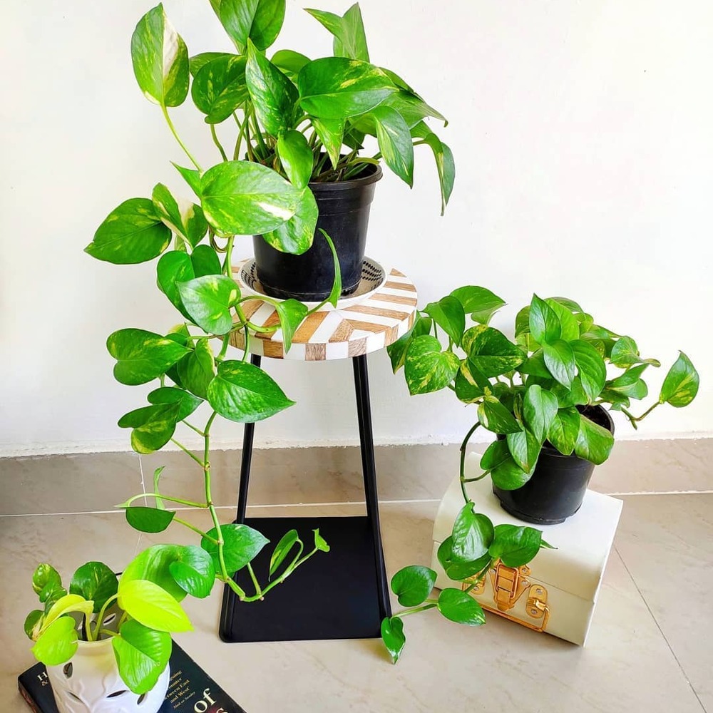 Green Vastu plant for your home