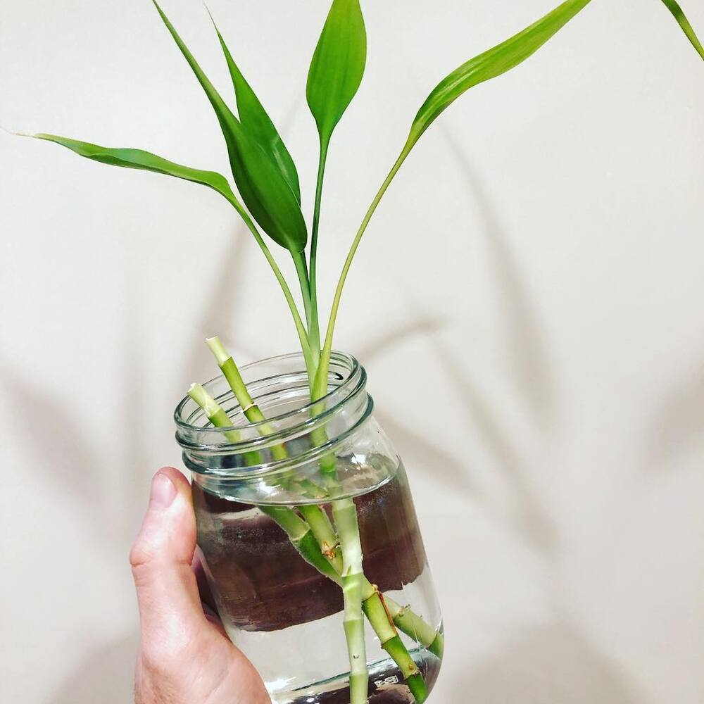 Lucky Bamboo plant in glass bottle