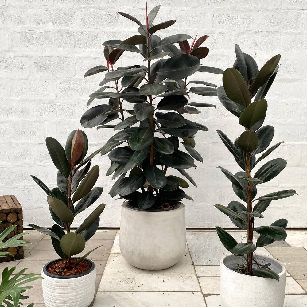 Low maintenance vastu plant - Rubber plant burgundy