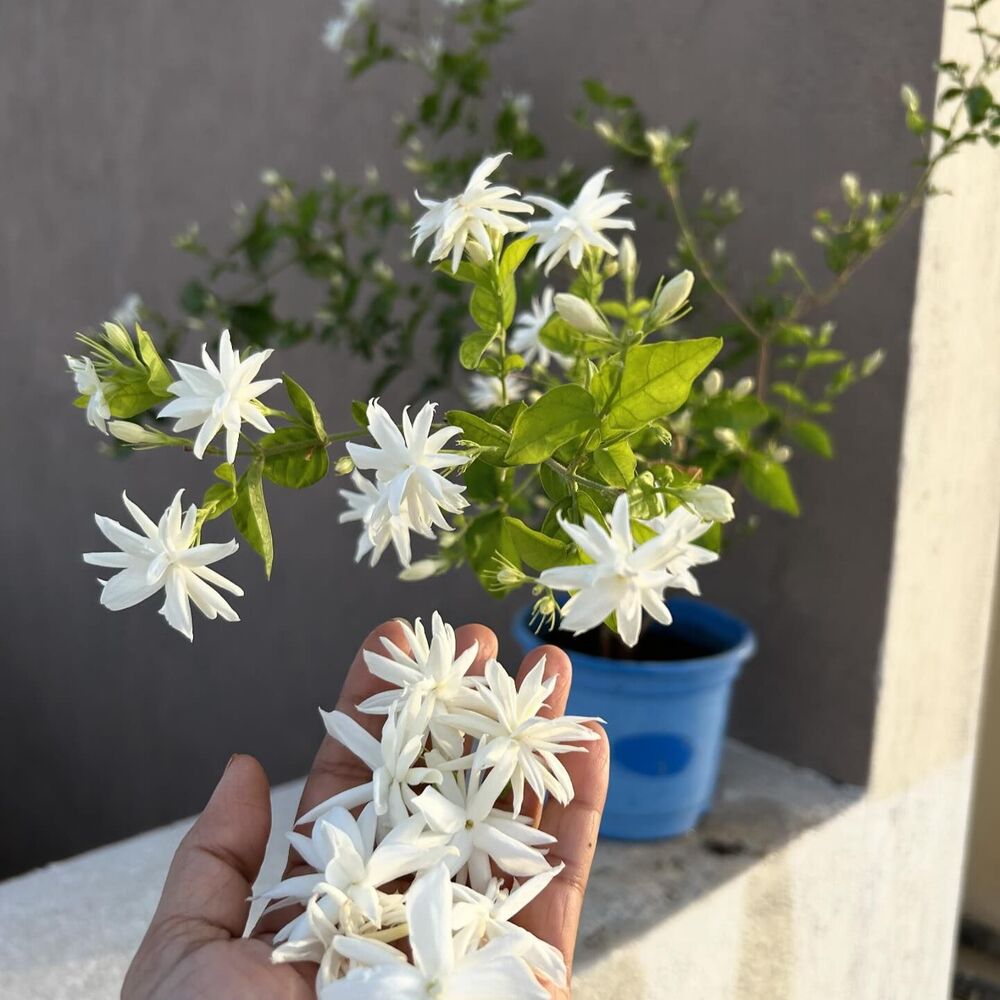 Star jasmine is Vastu flowering plant, Mogra in India