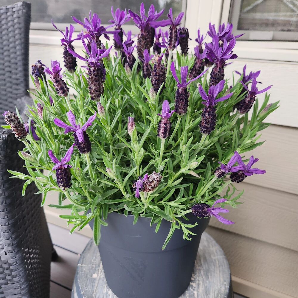 Lavender for your kitchen vastu plant