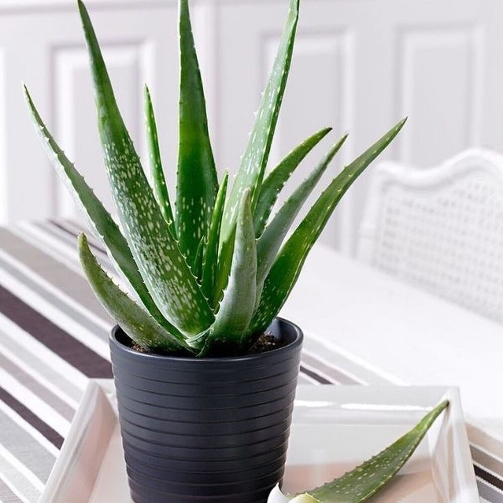 aloe vera is amazing air purifier and best for your bedroom vastu plant 