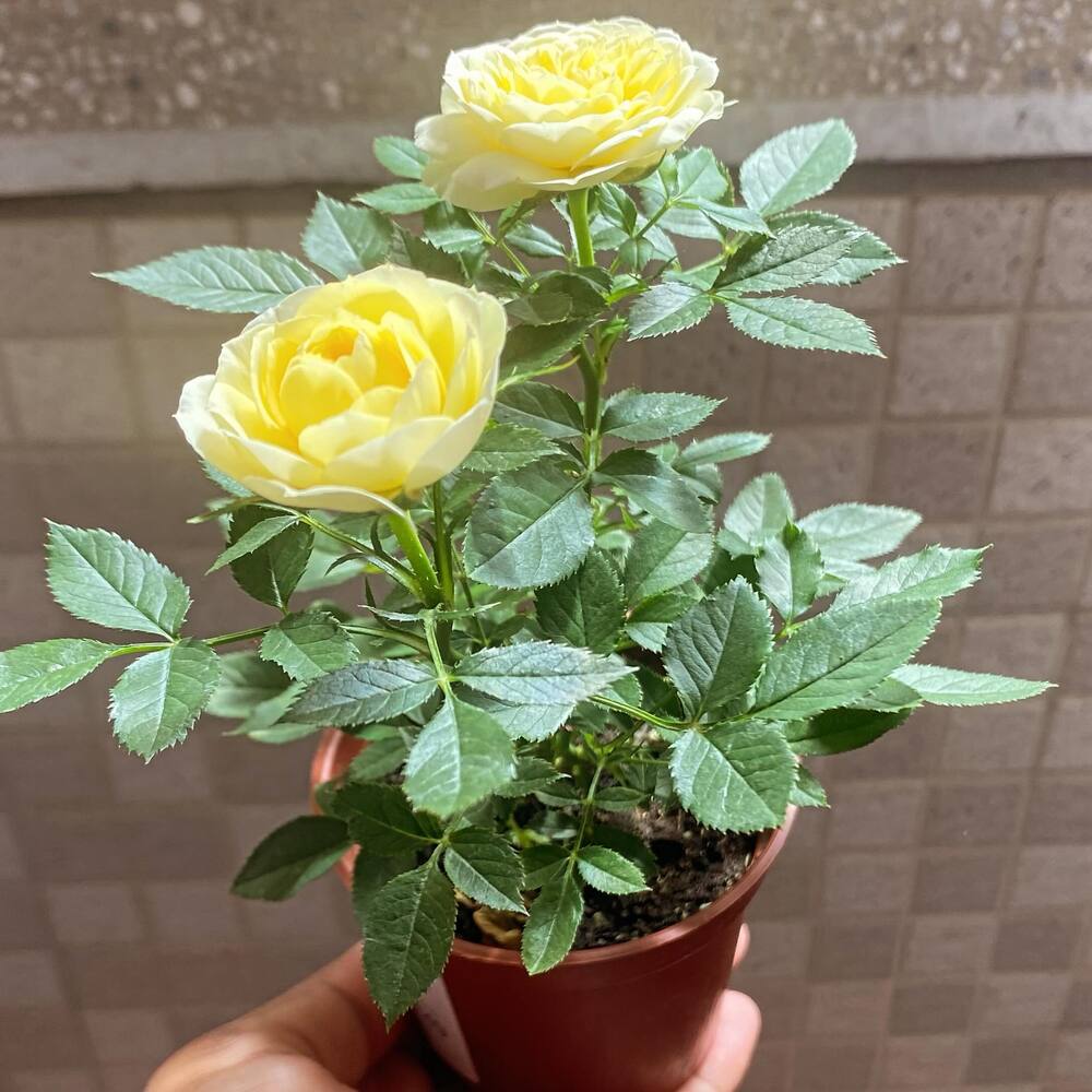 Rose for your balcony garden