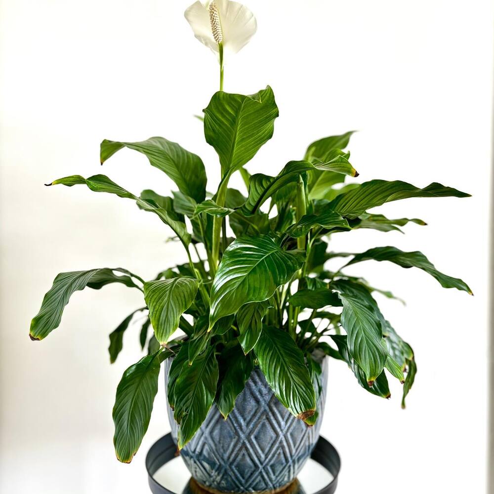 One of the energetic vastu plant is peace lily 