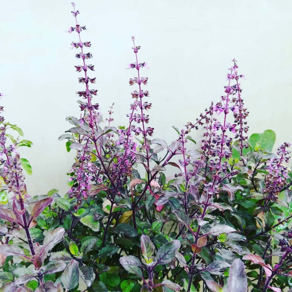 as per home Vastu, Tulsi is for your good home vibe