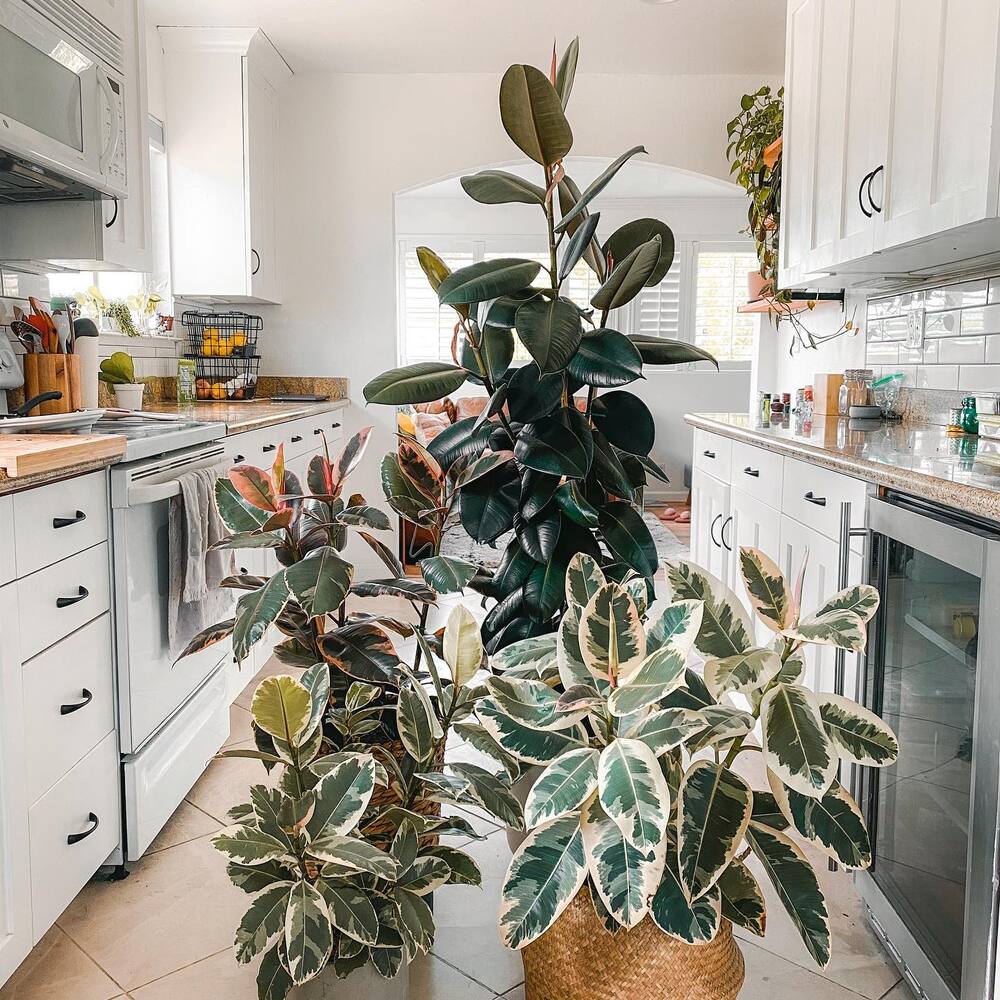 decor you kitchen with rubber plant