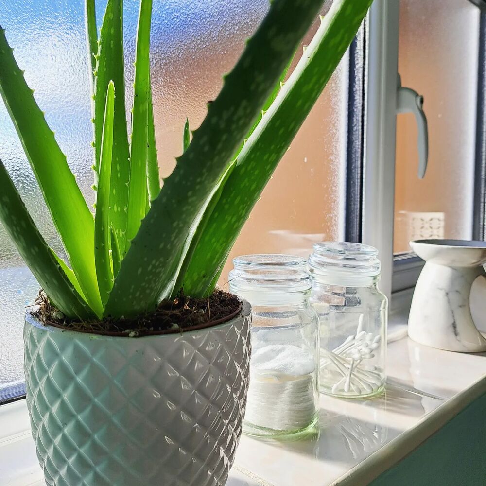 Aloe vera plant is good for home vastu