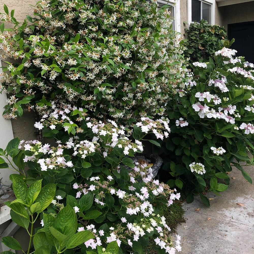 Full bloom plant at home door