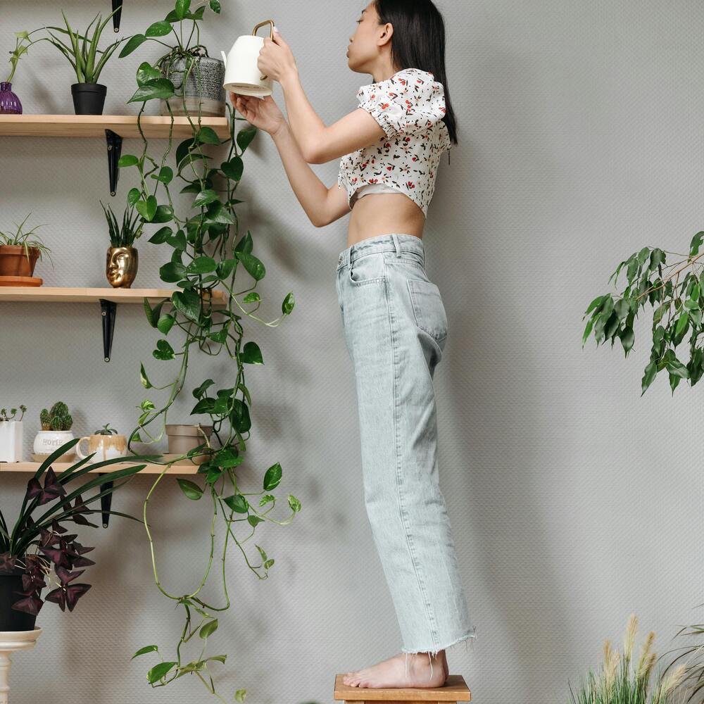Watering to your indoor plant