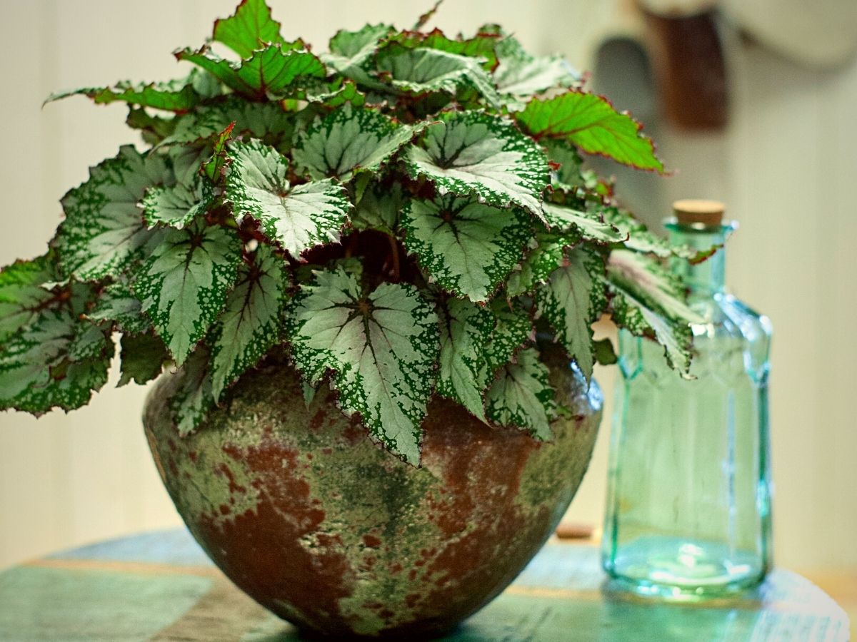 Leaf Begonia Beleaf Asian Tundra