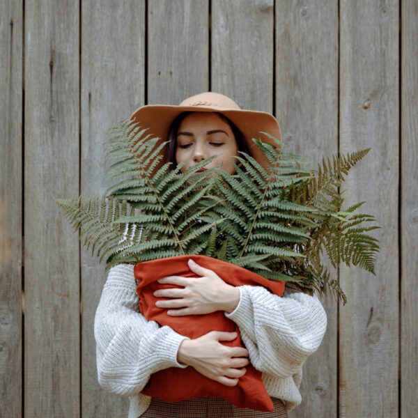 Spectacular Ferns Houseplant Collection