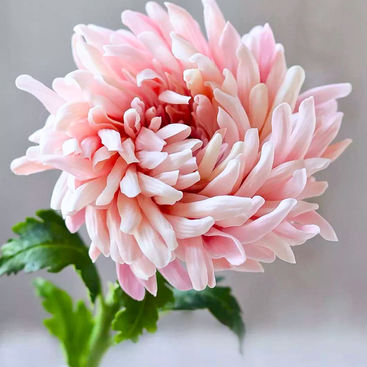 Japanese clay chrysanthemum