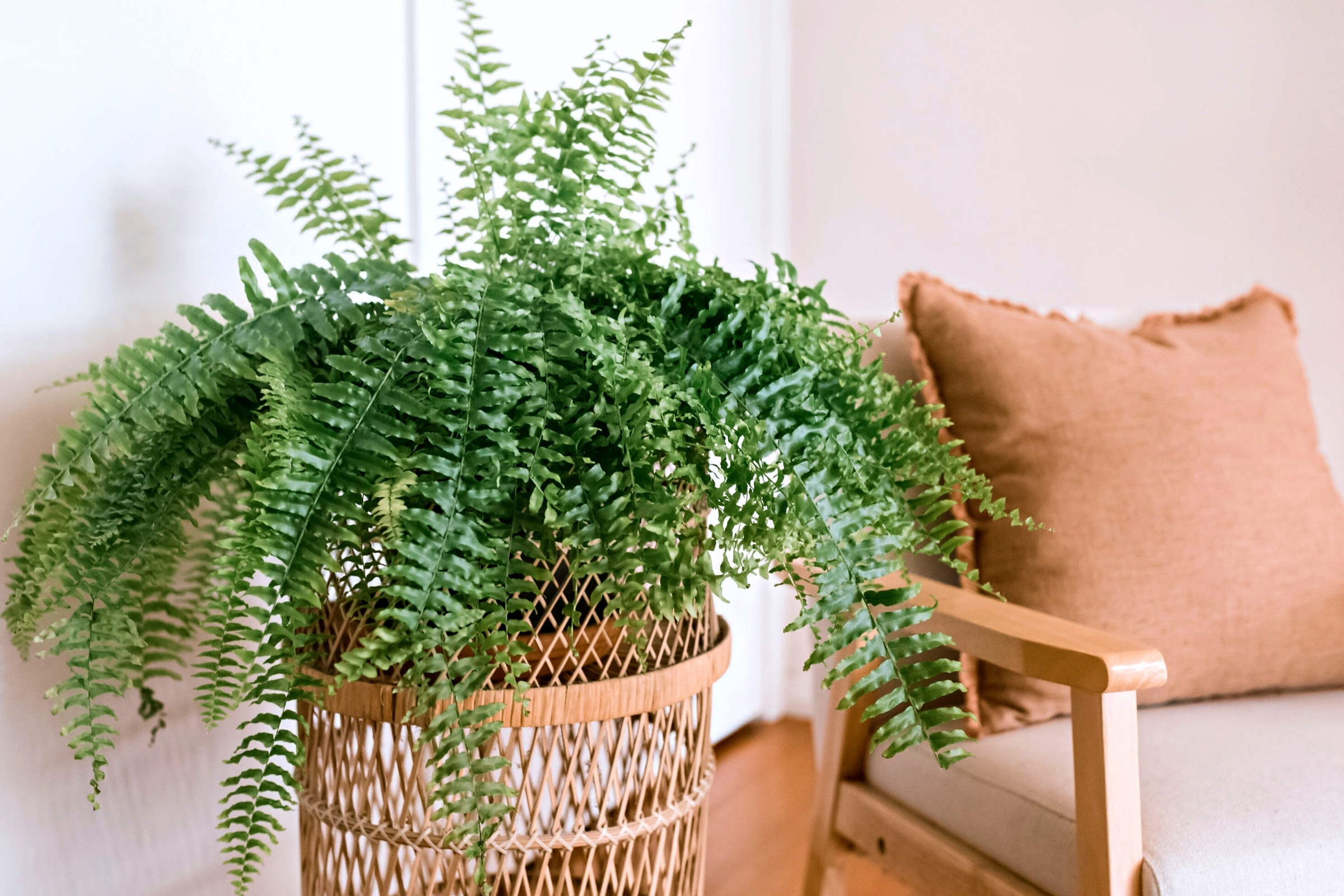 Thursd Wide Feature 7 Spectacular Ferns You'll Want to Add to Your Houseplant Collection