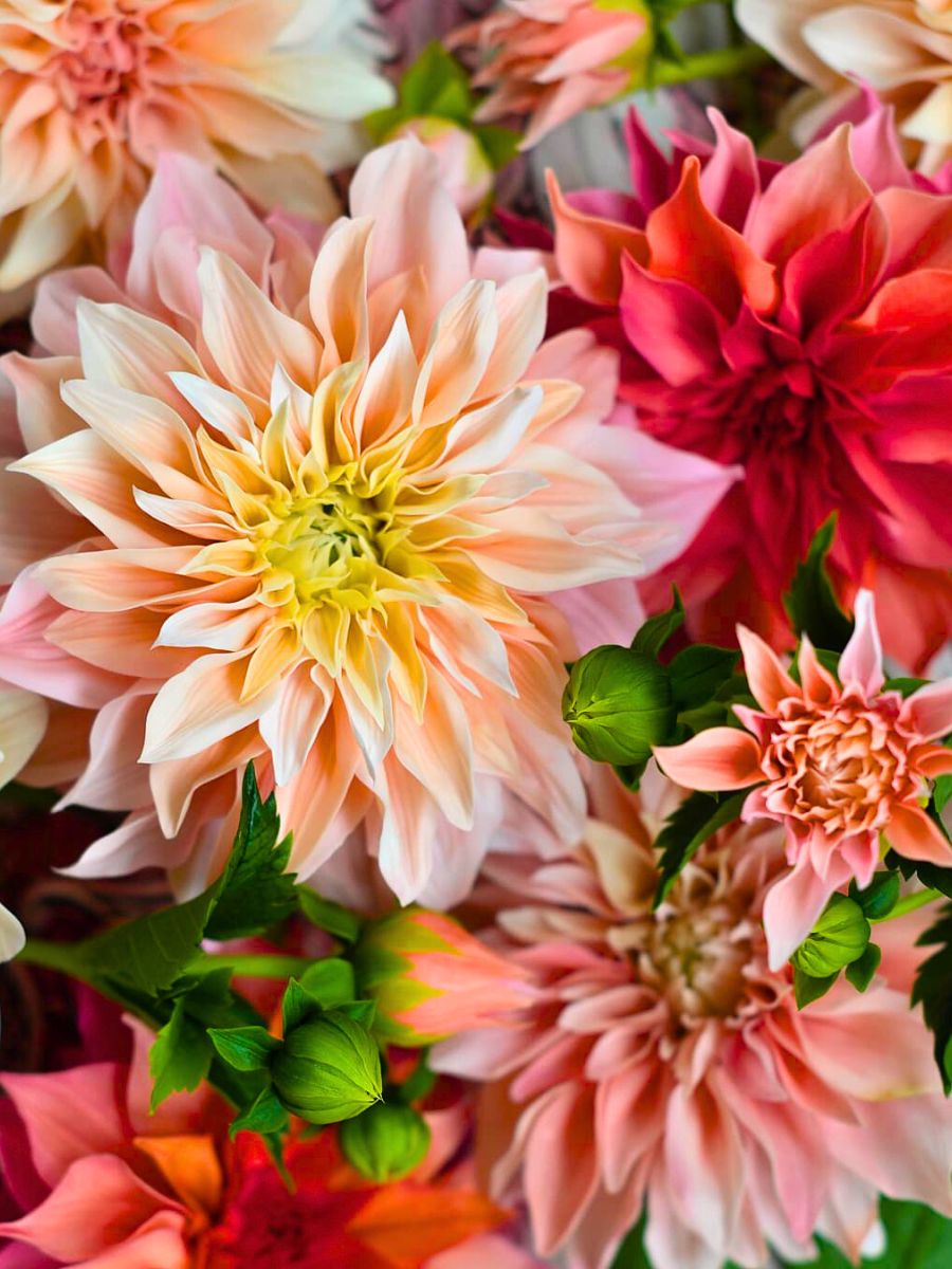 Colorful clay dahlias