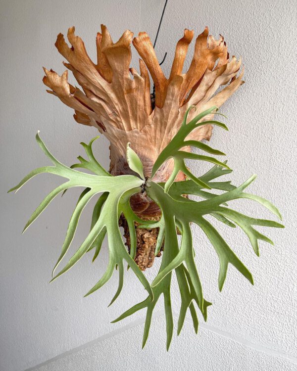 7 Spectacular Ferns You'll Want to Add to Your Houseplant Collection Staghorn Fern