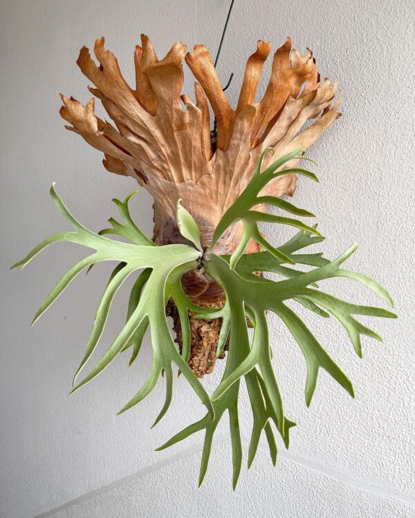 Staghorn Fern Houseplant