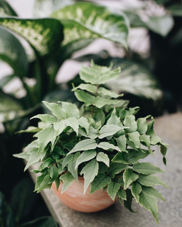 Holly Fern Houseplant