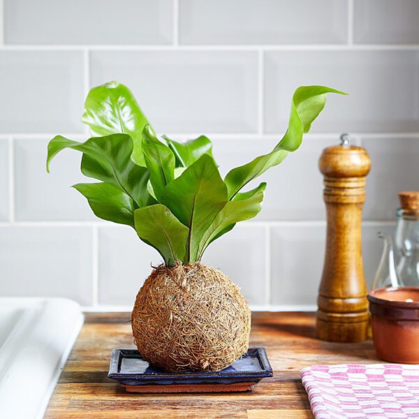 7 Gorgeous Ferns You’ll Want to Add to Your Houseplant Collection Bird's Nest Fern