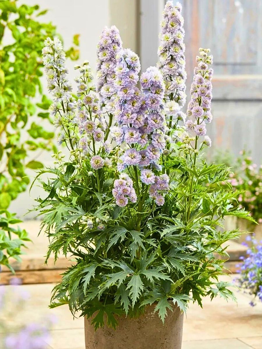 Classic Summer Flowers for Planting and to Pot