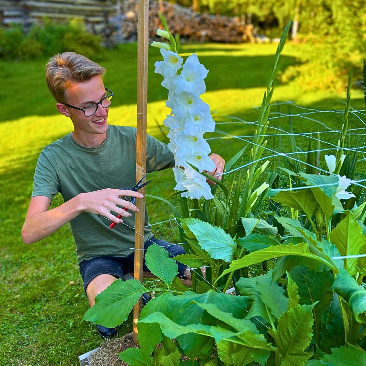 Classic Summer Flowers for Planting and Pot