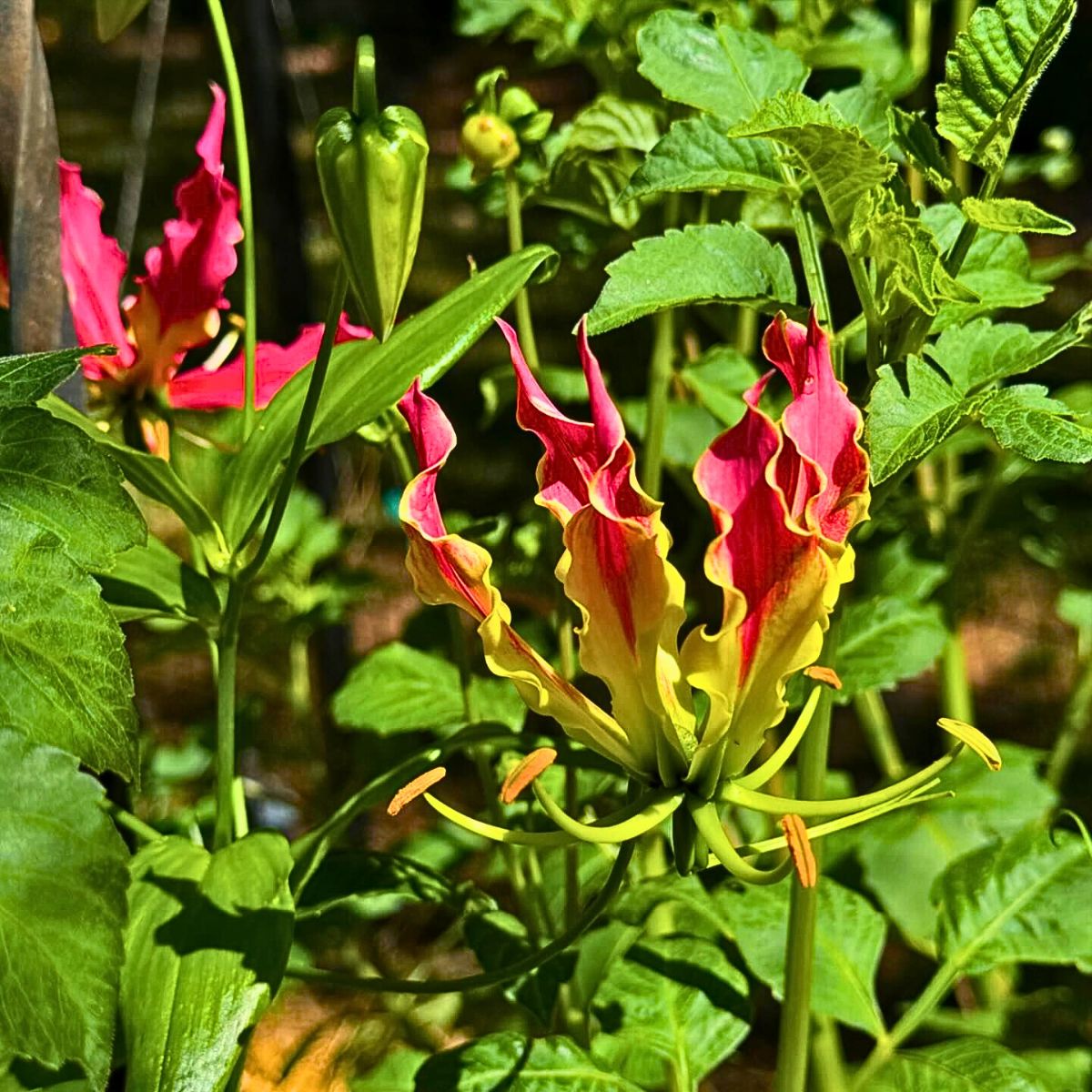 Classic Summer Flowers for Planting and Pot