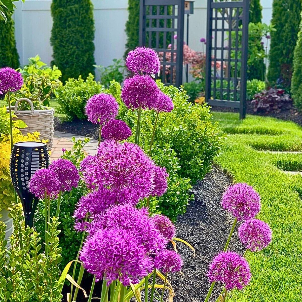 Classic Summer Flowers for Planting and Pot