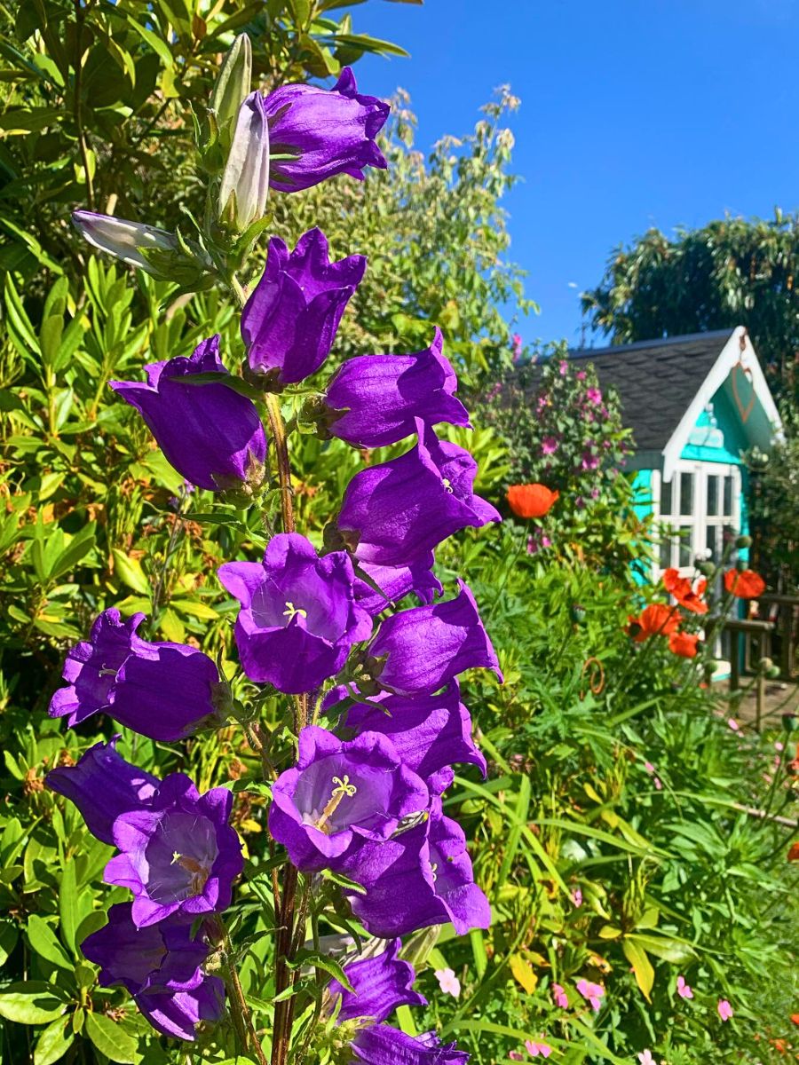 Classic Summer Flowers for Planting and Potting